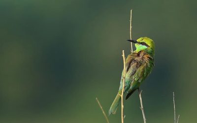 Keoladeo Ghana National Park