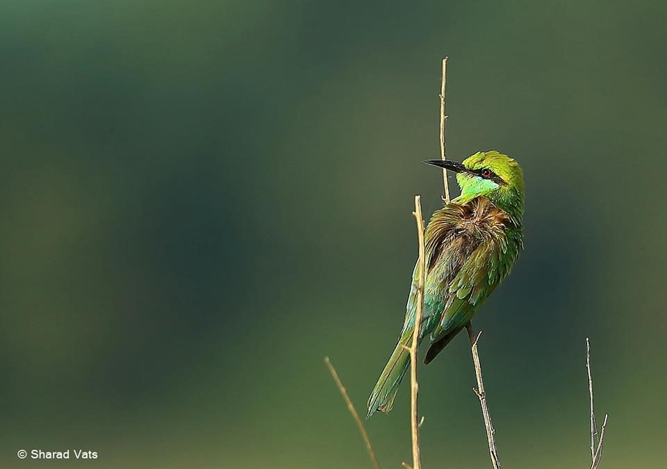 Keoladeo Ghana National Park