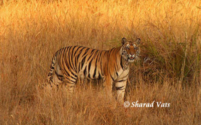 Ranthambore National Park