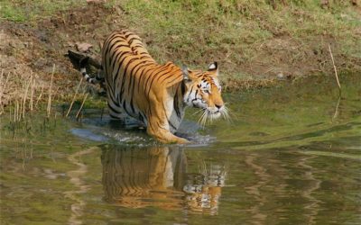 Pench and Tadoba Tour