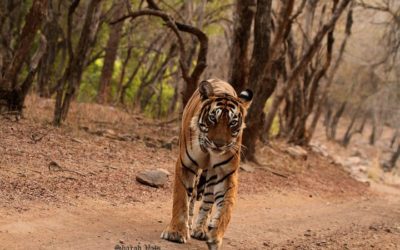 Bandhavgarh National Park