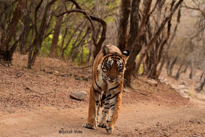 Bandhavgarh National Park