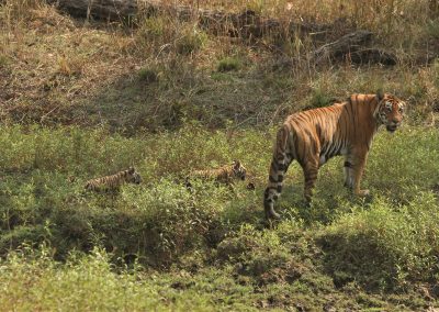 Choti Mada with tiny cubs