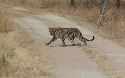 Luxury Tigers and Wildlife