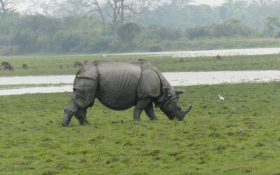 Sunderbans and Assam