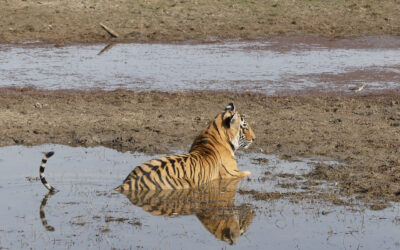 Tigers and Wildlife of Central India