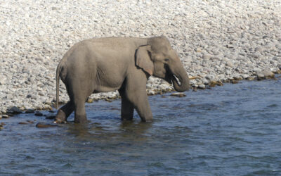 Wildlife of North and Central India