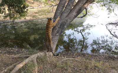 Tiger Marathon